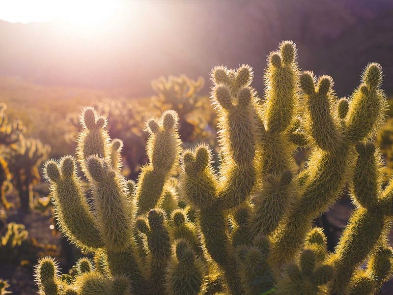 How to Produce your Principles